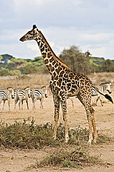 马赛长颈鹿,斑马,安波塞利国家公园,肯尼亚