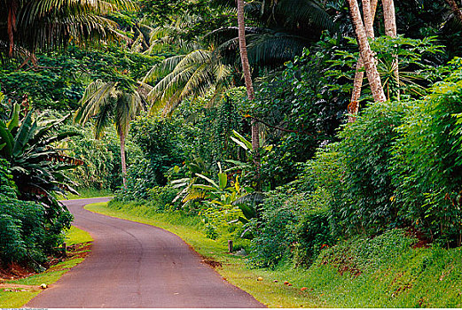 道路,热带雨林,塔希提岛,法属玻利尼西亚
