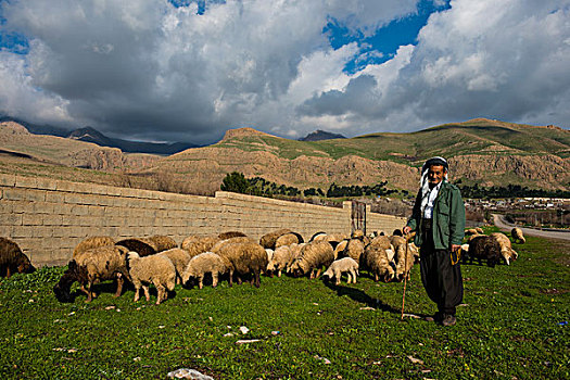 牧群,绵羊,边界,伊朗,伊拉克,库尔德斯坦,大幅,尺寸