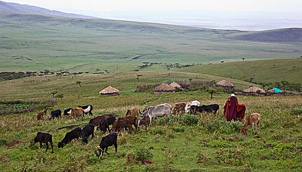 非洲,坦桑尼亚,东方,马萨伊,乡村,后面,放牧,牛,靠近,恩戈罗恩戈罗火山口,恩戈罗恩戈罗,保护区