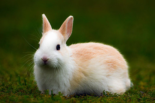 兔子,草