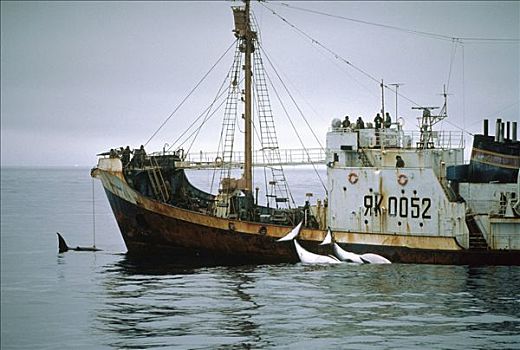 矮小,小须鲸,一对,收获,俄罗斯,捕鲸,船,南极