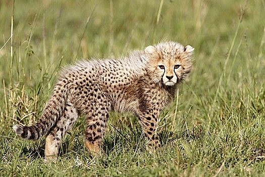 小猎豹,猎豹,草地,马赛马拉国家保护区,肯尼亚