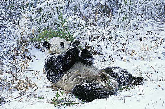 大熊猫,成年,卧,卧龙自然保护区,中国