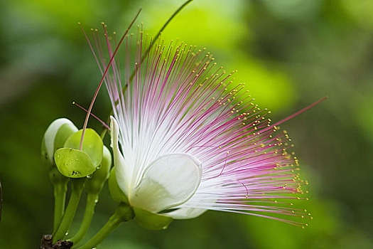 特写,海洋,毒物,树,花,新加坡