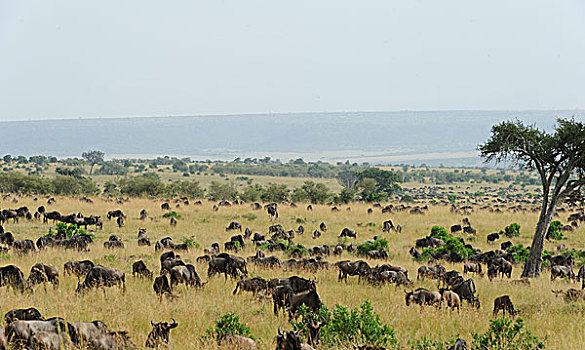 非洲角马群