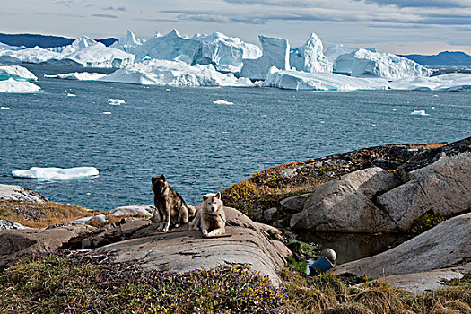 格陵兰,半岛,迪斯科湾,一对,著名,工作,雪橇狗,大幅,尺寸