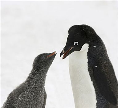 阿德利企鹅,喂食,幼兽,一个,南极