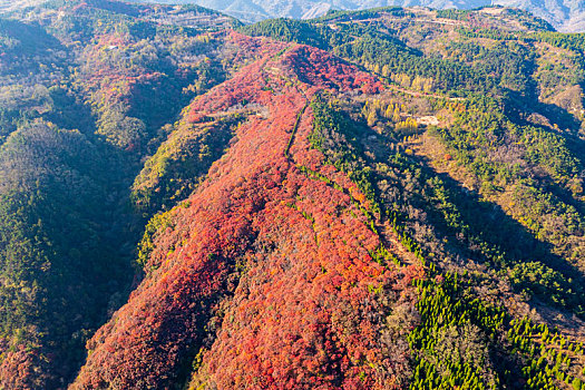 航拍济南章丘垛庄红叶漫山