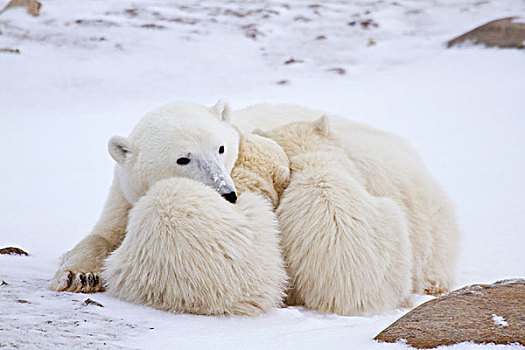 北极熊,两个,幼兽,冬天,丘吉尔市,野生动物,管理,区域,加拿大