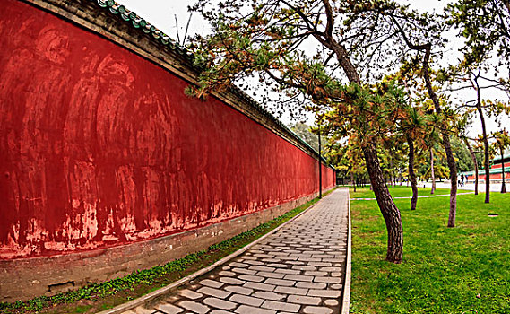 树木和红墙