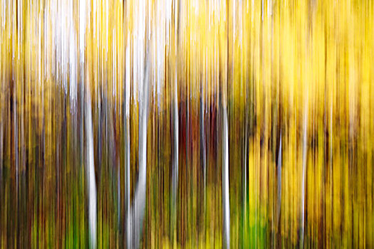 白杨,抽象,树林,曼尼托巴,加拿大