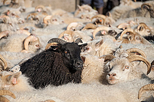 与众不同,白色,绵羊,羊群,靠近,南方,冰岛,欧洲