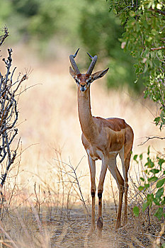 非洲瞪羚,长颈羚,雄性,站立,荫凉,灌木,萨布鲁国家公园,肯尼亚,非洲