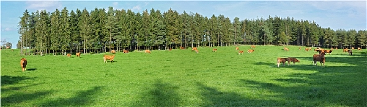 照片,红色,母牛,绿色,风景
