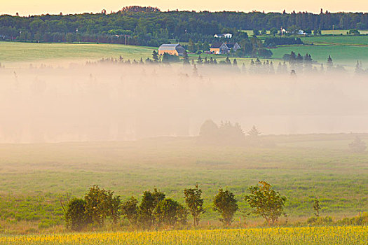 早晨,地面,雾,爱德华王子岛,加拿大