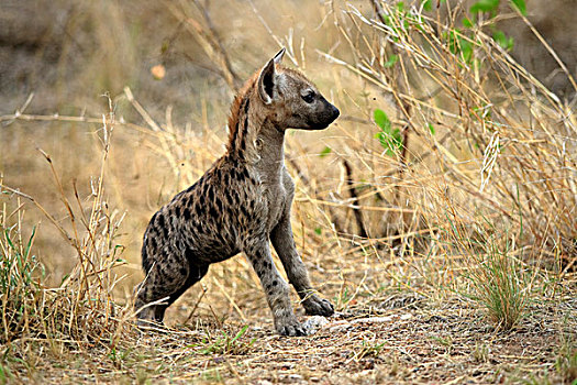 斑点,鬣狗,年轻,警惕,站立,克鲁格国家公园,南非,非洲