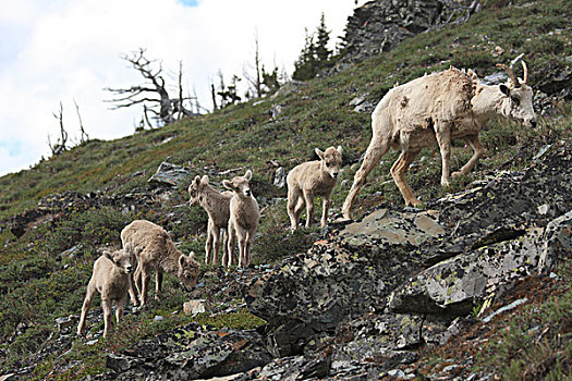 大角羊,母羊,羊羔,冰川国家公园,蒙大拿