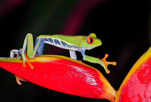 红眼树蛙,攀登,鹤望兰,花,夜晚,阿拉胡埃拉,哥斯达黎加,中美洲