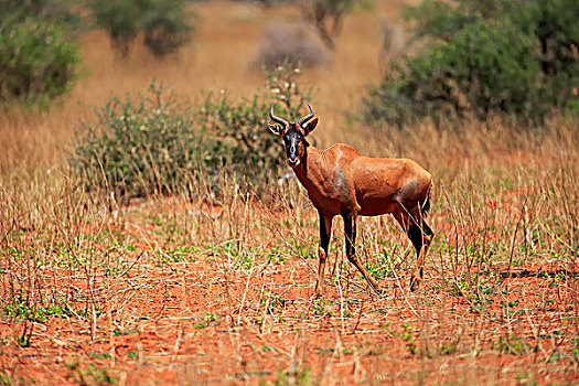 普通,转角牛羚,成年,禁猎区,卡拉哈里沙漠,南非,非洲