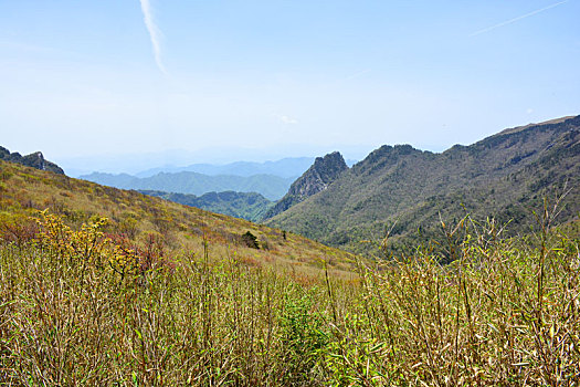 秦岭高山草甸