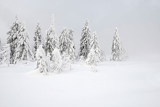 德国,萨克森安哈尔特,哈尔茨山,国家公园,云杉,雪,雾,积雪,白色,风景,冬天,荒野