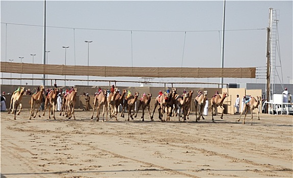赛骆驼,开端,多哈,卡塔尔,中东