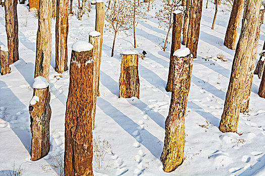 野马古生态园雪景硅化木