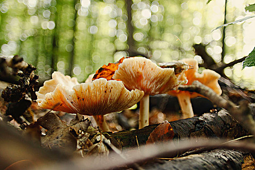蘑菇,秋日树林