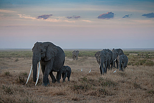 非洲大象120