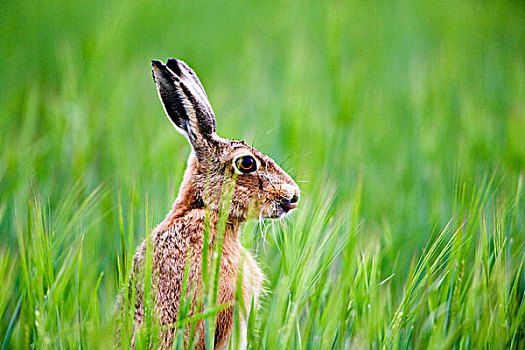 棕兔,草地