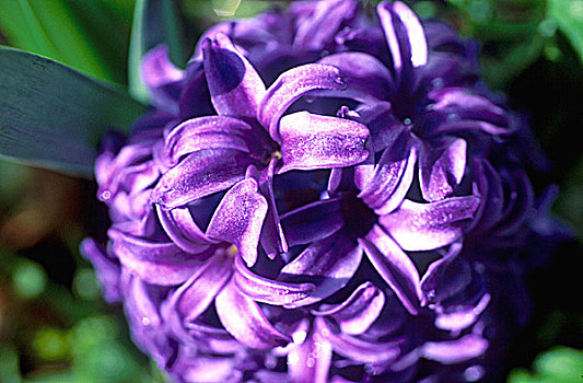 特写,植物,紫花
