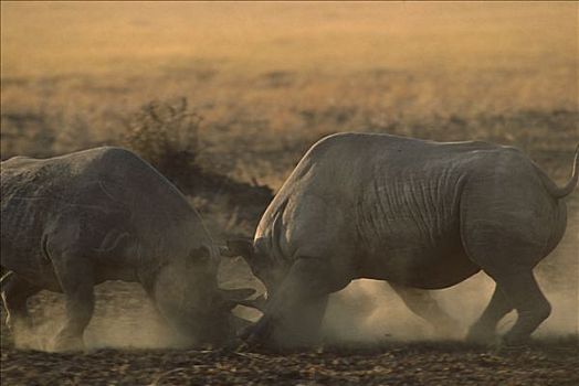 黑犀牛,较量,马赛马拉国家保护区,肯尼亚