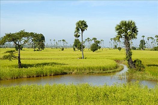 风景,绿色,稻田,糖,棕榈树,柬埔寨