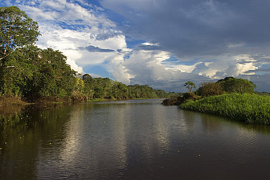 秘鲁,亚马逊河,靠近,伊基托斯,小,支流,雨林