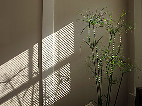 纸莎草,植物,条纹,阳光,影子,百叶窗,反射,墙壁
