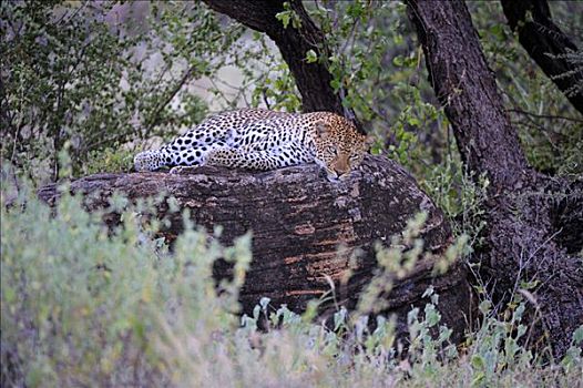 非洲豹,豹,放松,漂石,萨布鲁国家公园,肯尼亚,东非,非洲