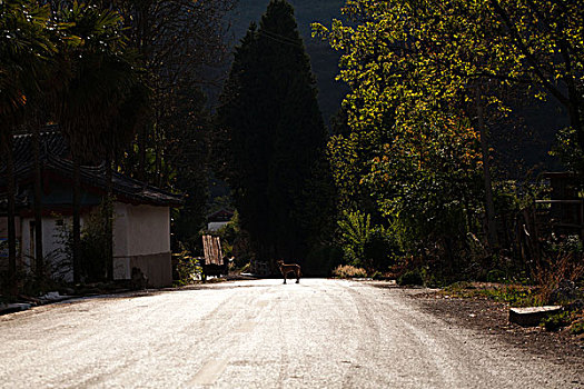 道路及小狗