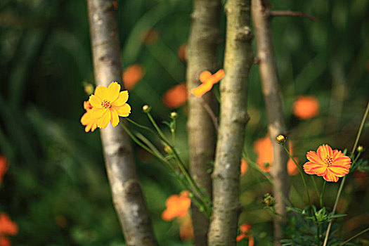 湿地公园植物与花卉