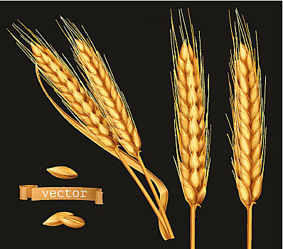 穗,小麦,矢量,象征,黑色背景