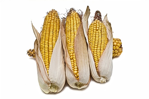 玉米,穗,隔绝,上方,白色