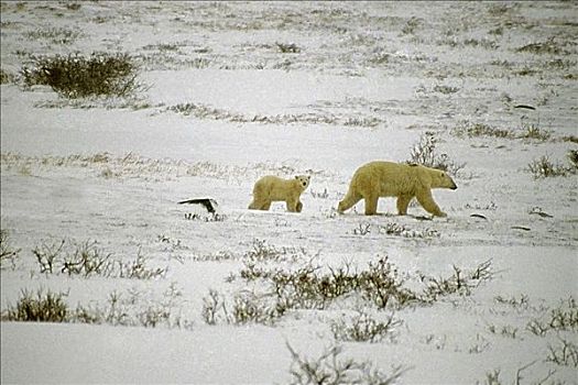 侧面,北极熊,走,幼兽