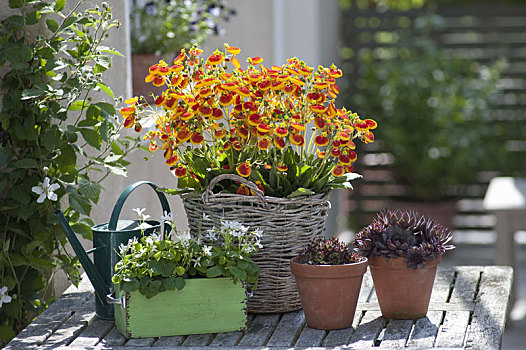 植物,篮子,拖鞋,花