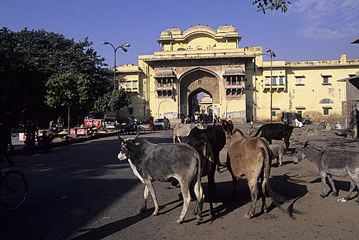 印度,斋浦尔,街景,神圣,母牛