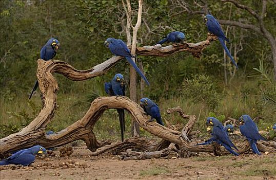 紫蓝金刚鹦鹉,成群,栖息地,巴西