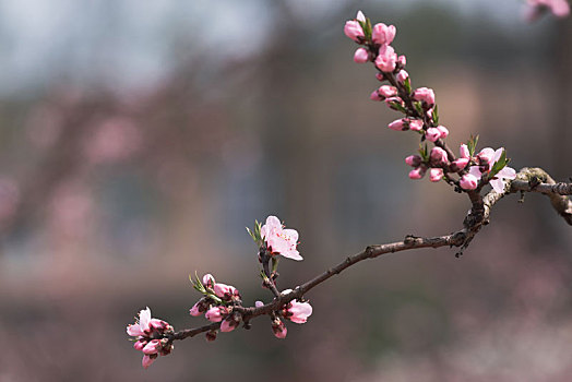 成都龙泉驿的桃花盛开