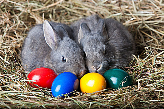 复活节,兔子,蛋,干草