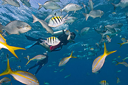 潜水,岁月,大量,鱼,鲷鱼,世界遗产,伯利兹暗礁