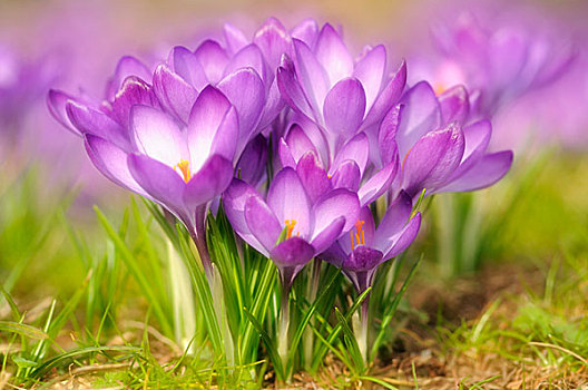 紫色,藏红花,盛开,花,德国,欧洲