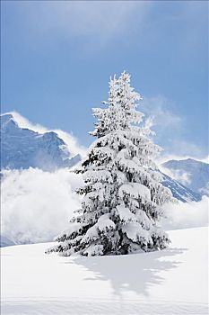 冷杉,遮盖,初雪